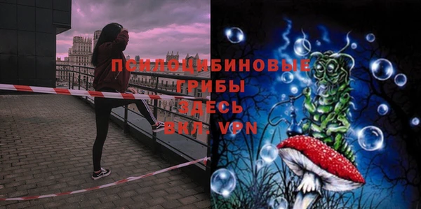 прущие грибы Ессентукская
